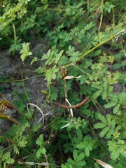 Desmanthus acuminatus