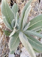 Asclepias notha