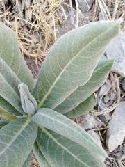 Asclepias notha