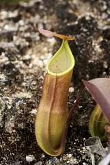 Nepenthes sanguinea