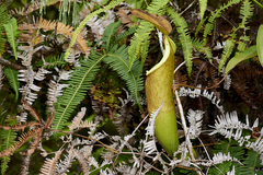 Nepenthes sanguinea
