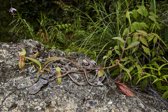 Nepenthes sanguinea