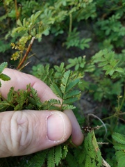 Desmanthus acuminatus