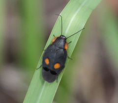 Euthyrrhapha pacifica