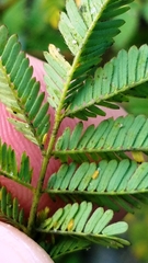 Desmanthus acuminatus