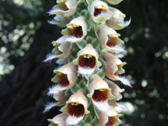 Digitalis ferruginea