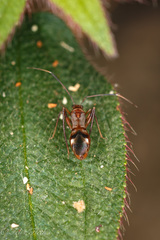 Xenetus lanuginosus