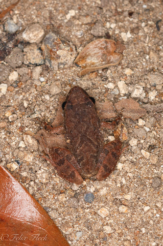 Rugulose Rainfrog