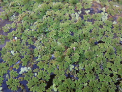 Azolla caroliniana