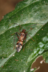 Xenetus lanuginosus