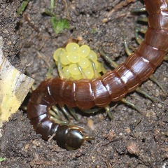 Rhysida nuda
