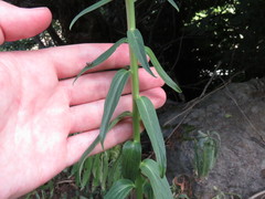 Digitalis ferruginea