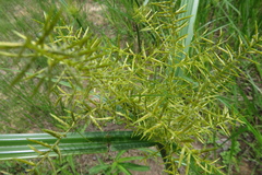 Cyperus digitatus subsp. auricomus image