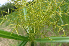 Cyperus digitatus subsp. auricomus image
