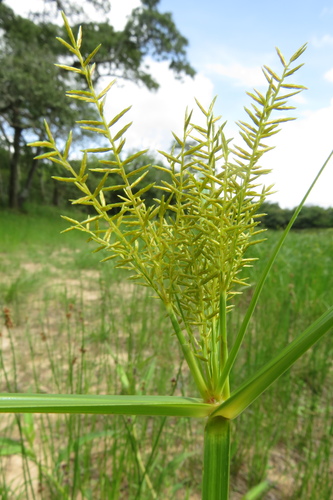 Cyperus digitatus image