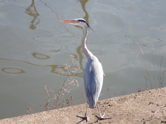 Ardea cinerea