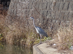 Ardea cinerea