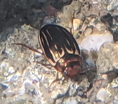 Agabus disintegratus