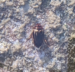 Agabus disintegratus