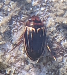 Agabus disintegratus