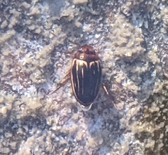 Agabus disintegratus