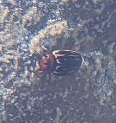 Agabus disintegratus