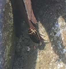 Agabus disintegratus