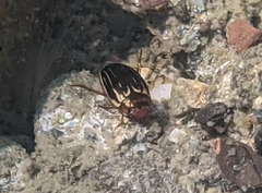 Agabus disintegratus