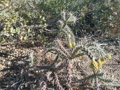 Cylindropuntia whipplei
