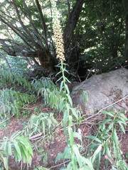 Digitalis ferruginea