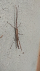 Trachythorax