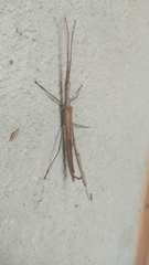 Trachythorax