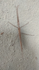 Trachythorax