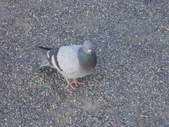 Columba livia domestica