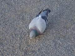 Columba livia domestica