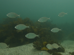 Pseudocaranx georgianus
