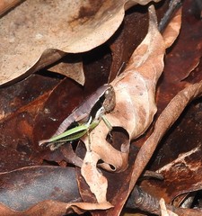 Methiolopsis geniculata