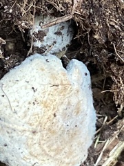 Hypomyces chrysospermus