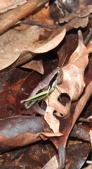 Methiolopsis geniculata