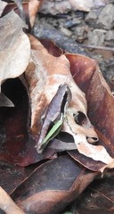 Methiolopsis geniculata