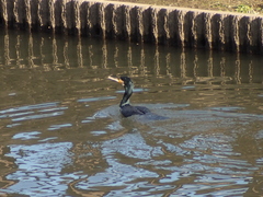 Phalacrocorax carbo hanedae