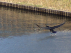 Phalacrocorax carbo hanedae