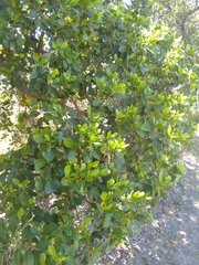 Acronychia imperforata