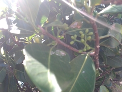 Acronychia imperforata