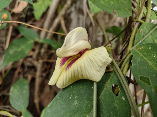Centrosema macrocarpum