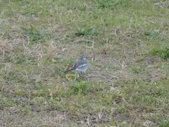 Motacilla alba lugens