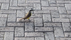 Pitangus sulphuratus