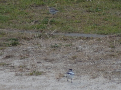 Motacilla alba lugens