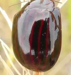 Paropsisterna octolineata