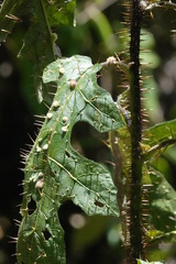 Solanum semiarmatum